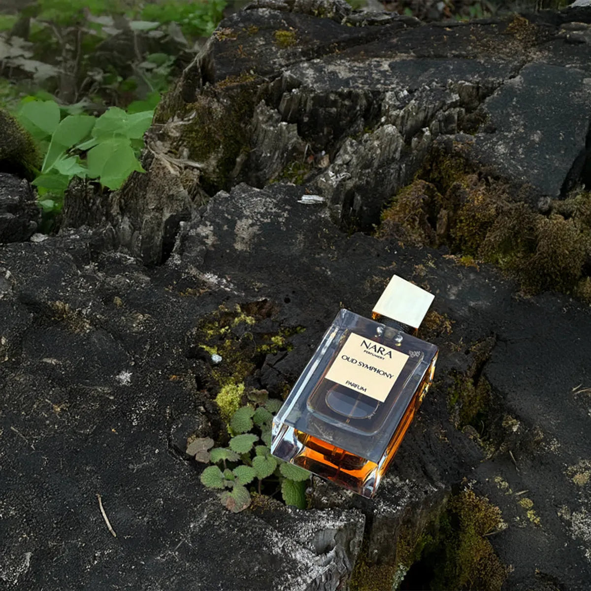 Nara perfume bottle on a rocky surface with greenery
